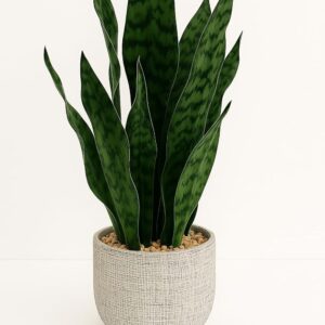 Good Luck Snake Plant in Modern Grey Textured Ceramic Planter, Indoor Decorative Potted Plant