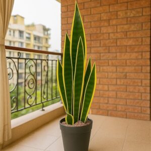 Artificial Snake Plant with Yellow Edges, 65 cm Height, Black Pot, Indoor Decor